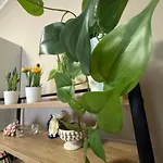 Palme Apartman Misterbianco